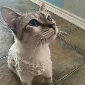 Cat sweater